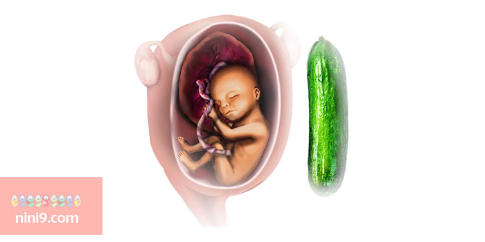 وضعیت-جنین-در-هفته-26