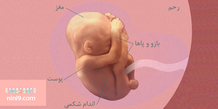 وضعیت-جنین-در-هفته-نوزدهم-از-بارداری