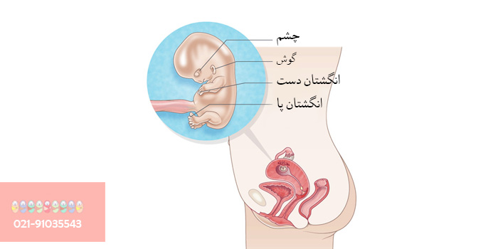 وضعیت-مادر-در-هفته-نهم-بارداری
